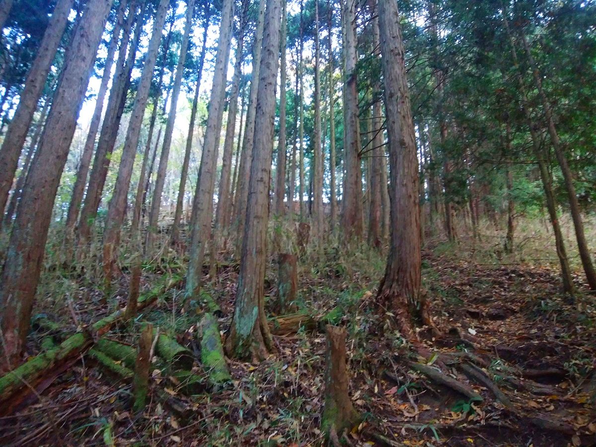 額井岳・戒場山7