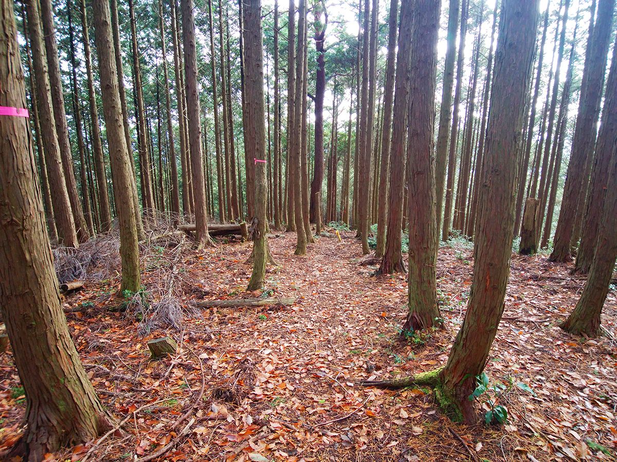 額井岳・戒場山22
