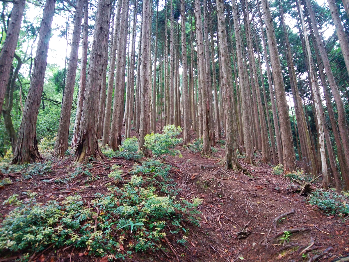 皆子山7