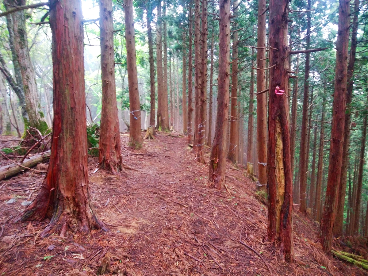 皆子山12