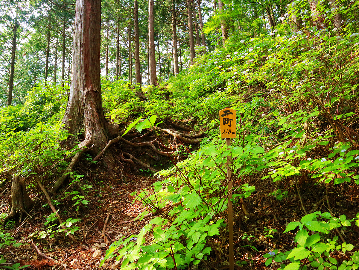 局ヶ岳8