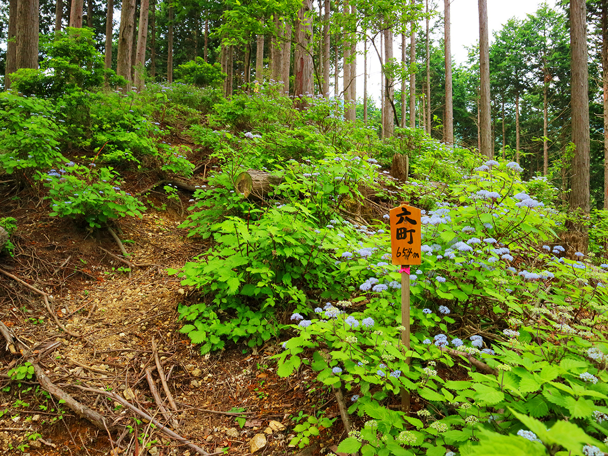 局ヶ岳13